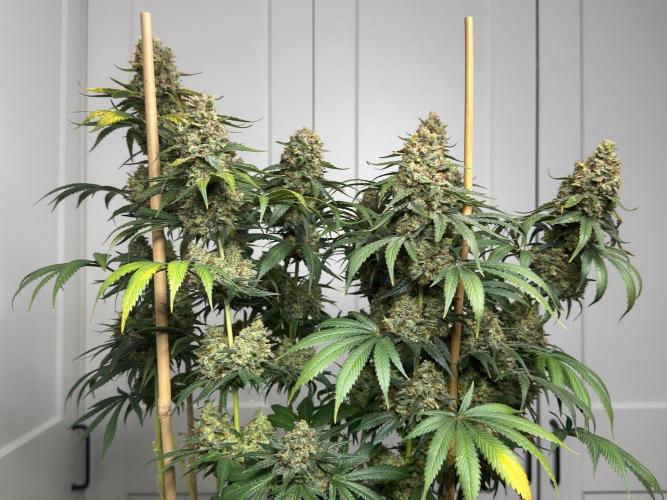 Chocolate Rainbow XXL  fem. Week 18