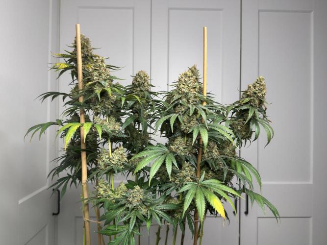 Chocolate Rainbow XXL  fem. Week 18 - Left side view