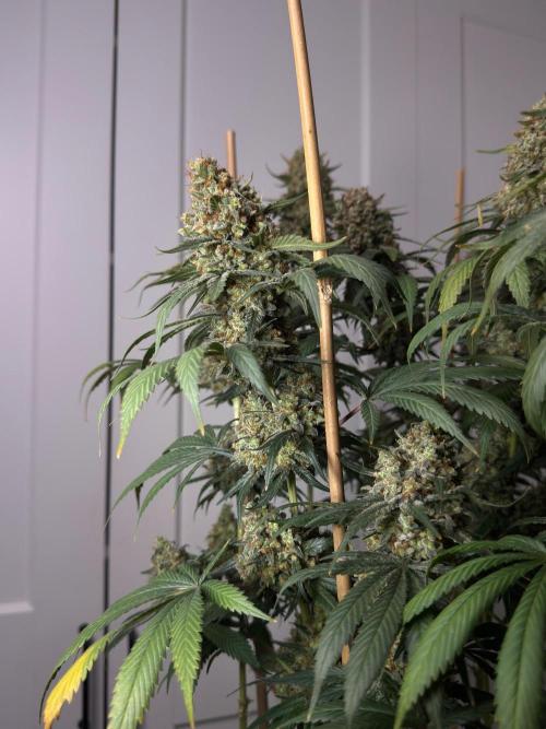 Chocolate Rainbow XXL  fem. Week 18