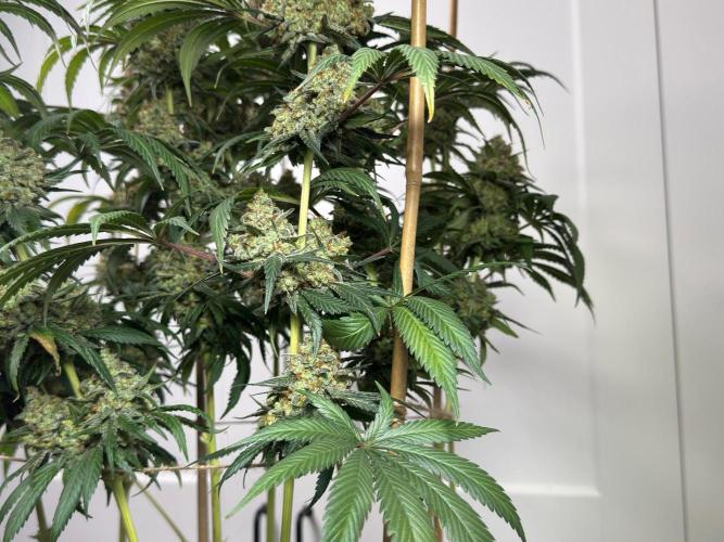 Chocolate Rainbow XXL  fem. Week 18