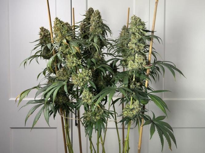 Chocolate Rainbow XXL  fem. Week 18