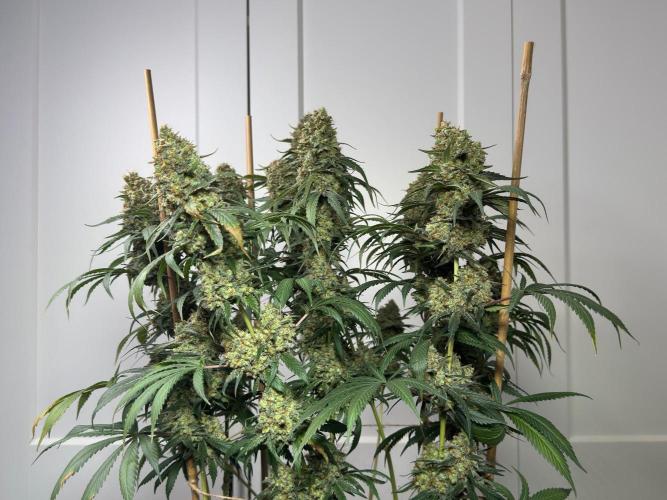 Chocolate Rainbow XXL  fem. Week 18