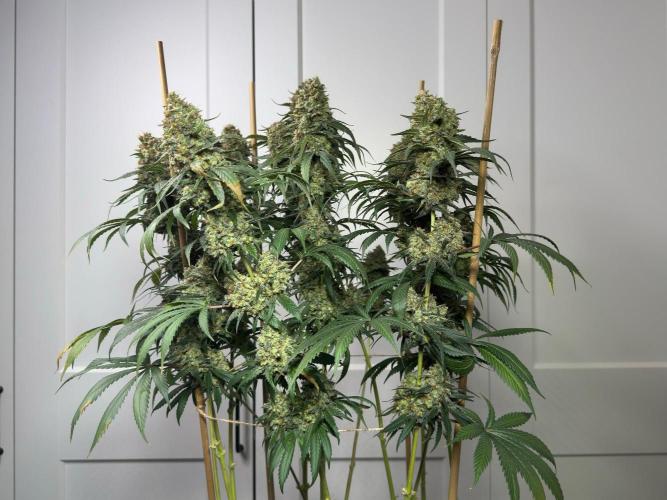 Chocolate Rainbow XXL  fem. Week 18 - Front view 