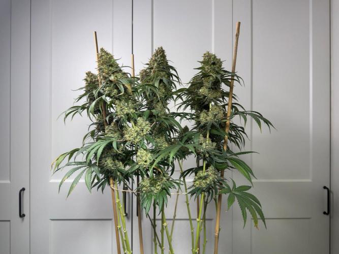 Chocolate Rainbow XXL  fem. Week 18