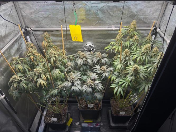Chocolate Rainbow XXL  fem. Week 18