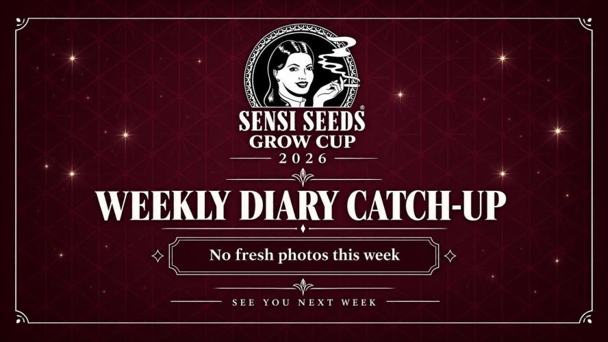 Garlic Gas Fem. Week 4