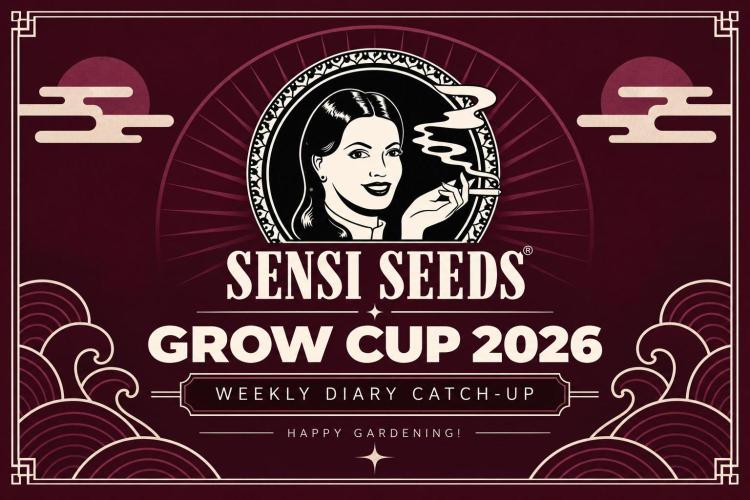 Garlic Gas ⛽️ fem - Sensi Seeds. Week 4