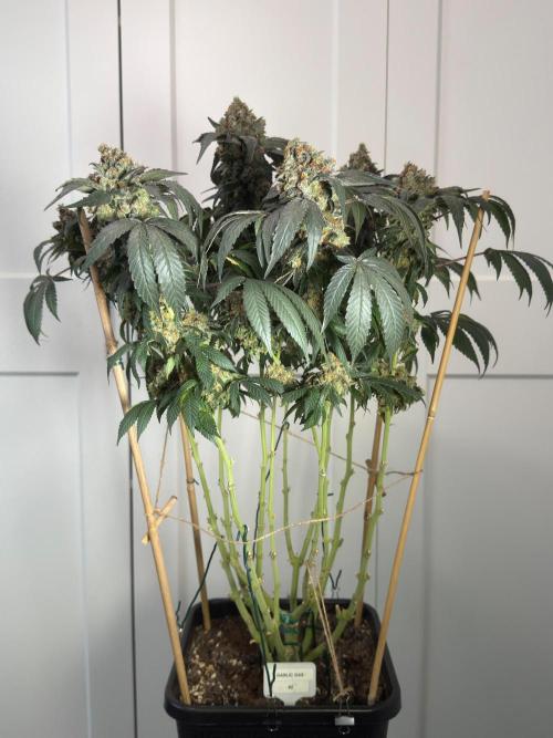Garlic Gas ⛽️ fem - Sensi Seeds. Week 18