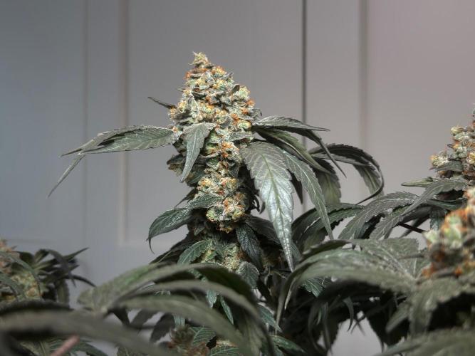 Garlic Gas ⛽️ fem - Sensi Seeds. Week 18