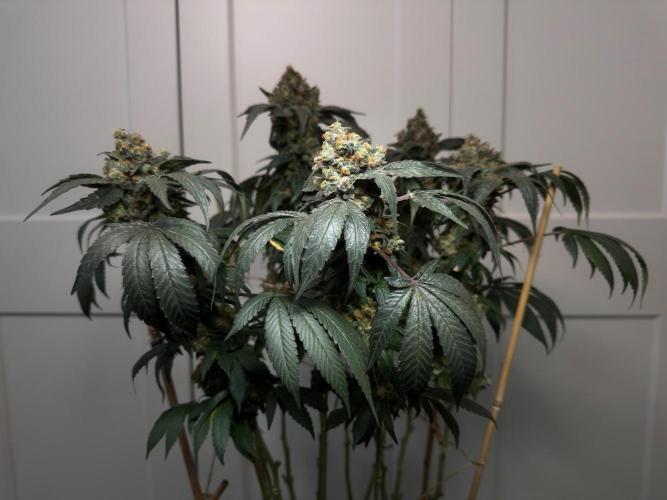 Garlic Gas ⛽️ fem - Sensi Seeds. Week 18