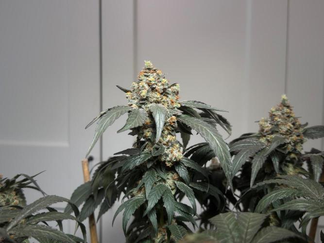 Garlic Gas ⛽️ fem - Sensi Seeds. Week 18