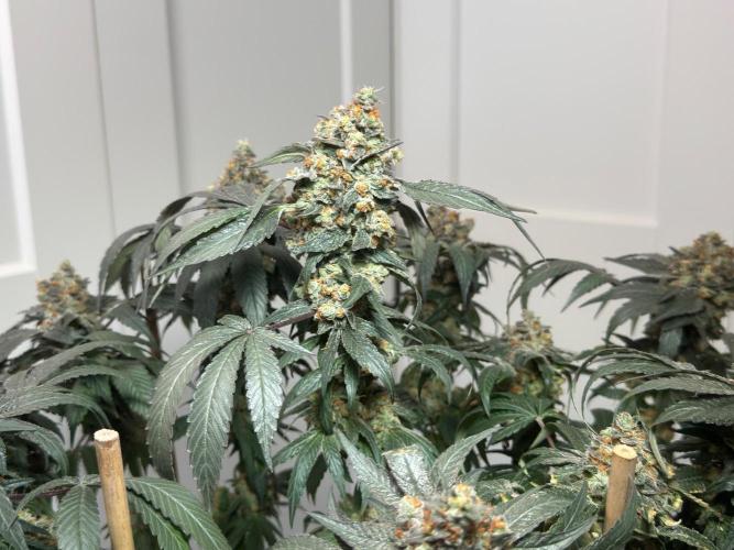 Garlic Gas ⛽️ fem - Sensi Seeds. Week 18