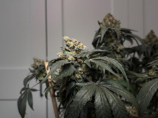 Garlic Gas ⛽️ fem - Sensi Seeds. Week 18