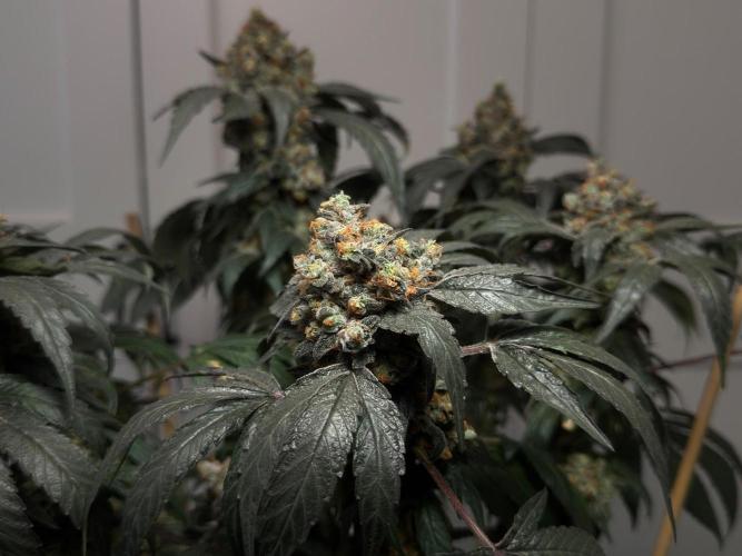 Garlic Gas ⛽️ fem - Sensi Seeds. Week 18
