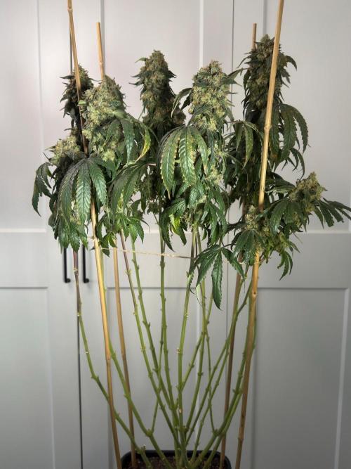 Garlic Gas ⛽️ fem - Sensi Seeds. Week 18