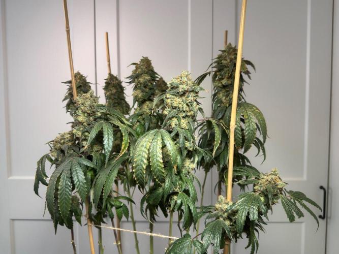 Garlic Gas ⛽️ fem - Sensi Seeds. Week 18