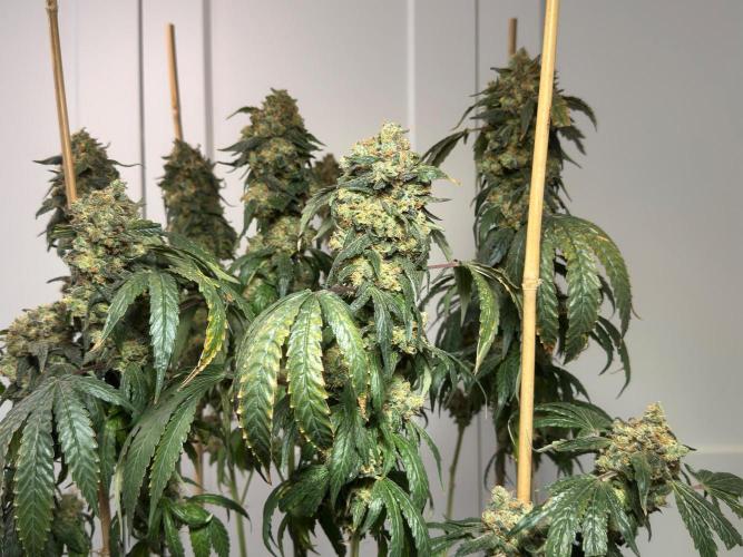 Garlic Gas ⛽️ fem - Sensi Seeds. Week 18