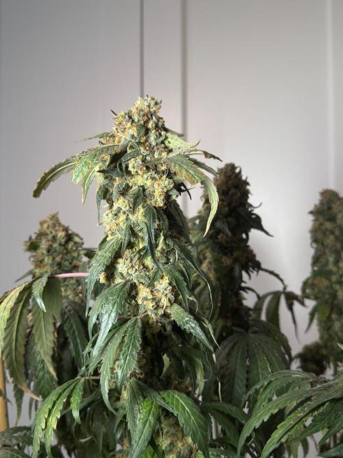 Garlic Gas ⛽️ fem - Sensi Seeds. Week 18