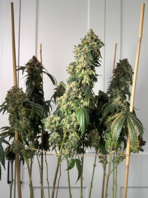Garlic Gas ⛽️ fem - Sensi Seeds. Week 18