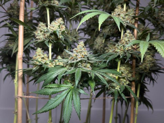Chocolate Rainbow XXL  fem. Week 19
