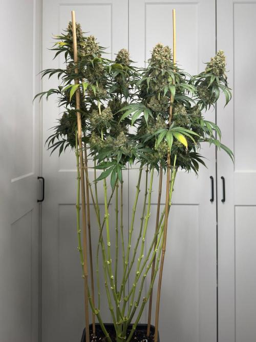 Chocolate Rainbow XXL  fem. Week 19