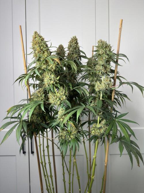 Chocolate Rainbow XXL  fem. Week 19