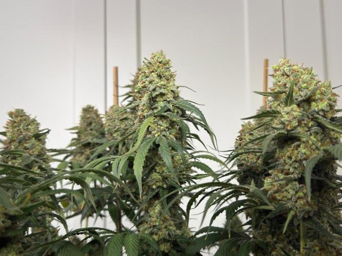 Chocolate Rainbow XXL  fem. Week 19