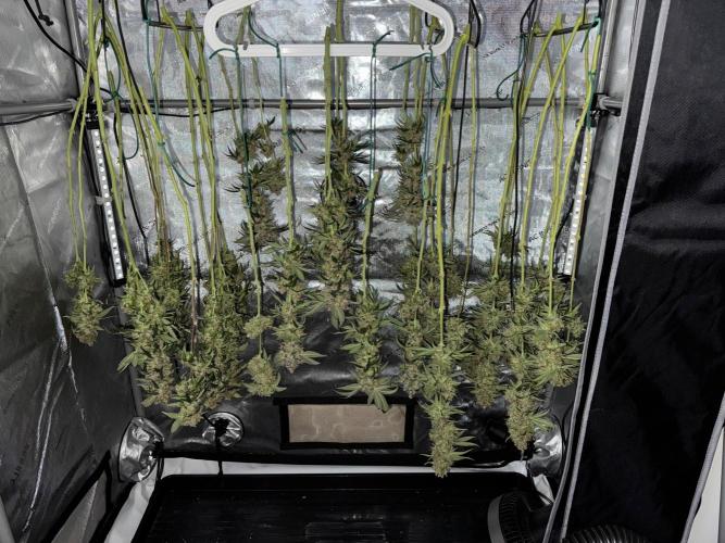 Chocolate Rainbow XXL Fem. Week 19