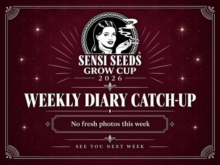 Garlic Gas ⛽️ fem - Sensi Seeds. Week 11