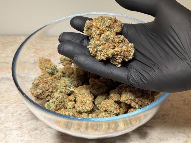 Garlic Gas ⛽️ fem - Sensi Seeds. Week 19 - GG #2 - Cured Buds 