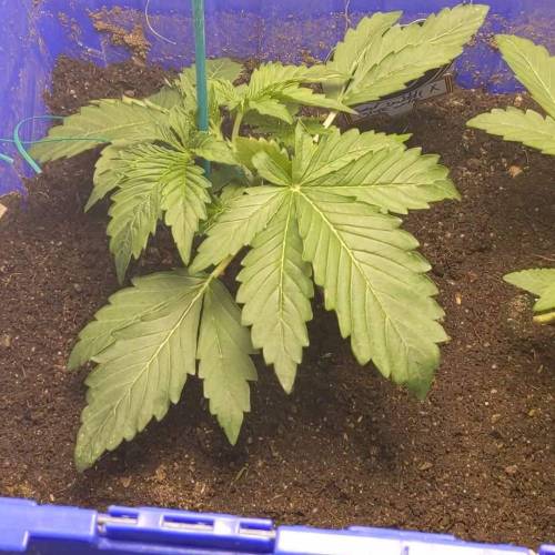 Sour bubbly X grape walker kush
