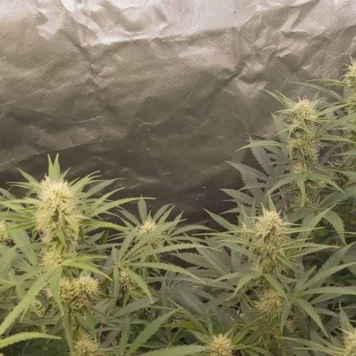 Mephisto wedding X gsd f-1 testing