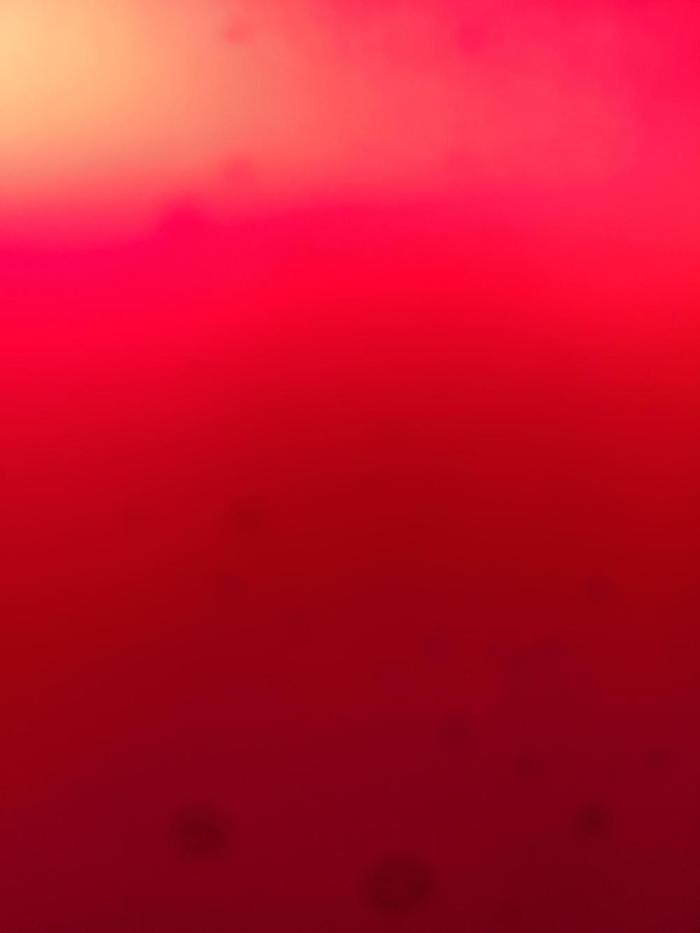 Wizard trees nerdz. Week 1 - Bad seeds,none germinated,wizard trees people dont answer emails,what a waist