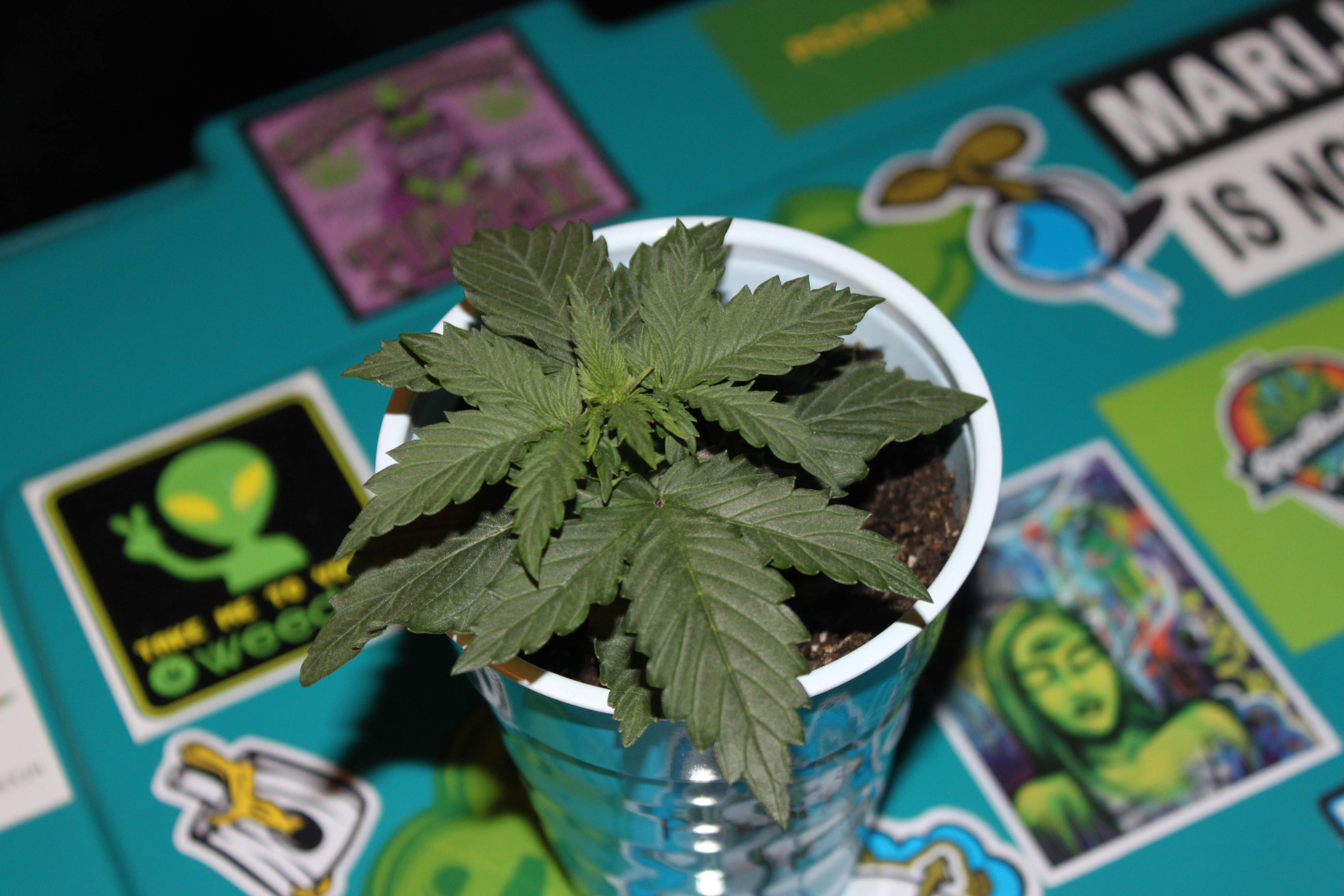 Barney's Farm Pineapple Express Auto grow diary (journal) week2 by