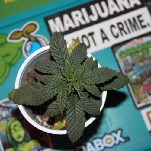 Green Crack from Seed. Week 2 - Green Crack