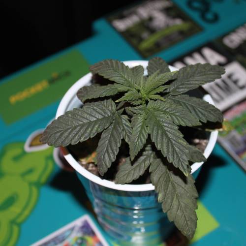 Green Crack from Seed. Week 2 - Green Crack