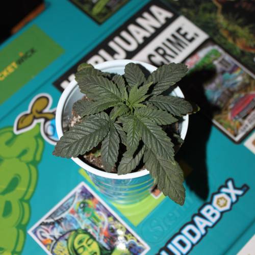 Green Crack from Seed. Week 2 - Green Crack