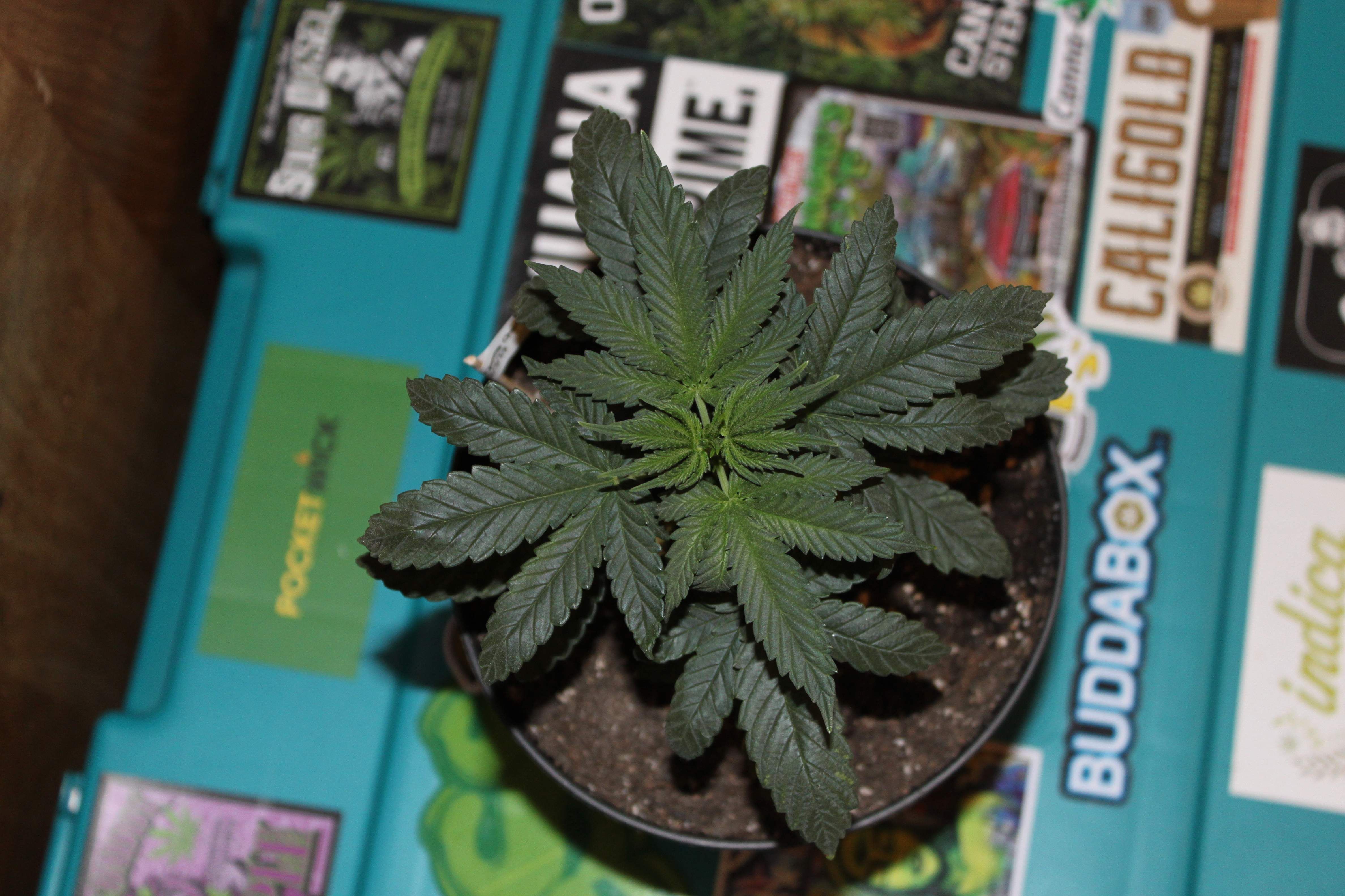 Green Crack grow diary (journal) week3 by norcalgrow3r GrowDiaries