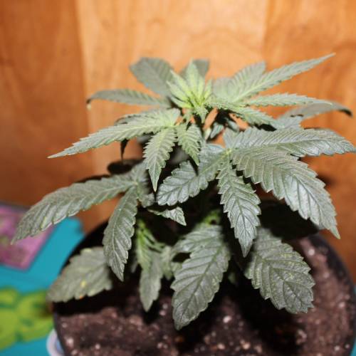 Green Crack from Seed. Week 3 - Green Crack