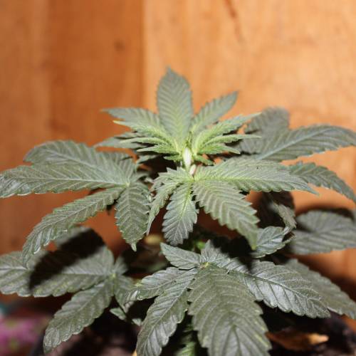 Green Crack from Seed. Week 3 - GC Week 3