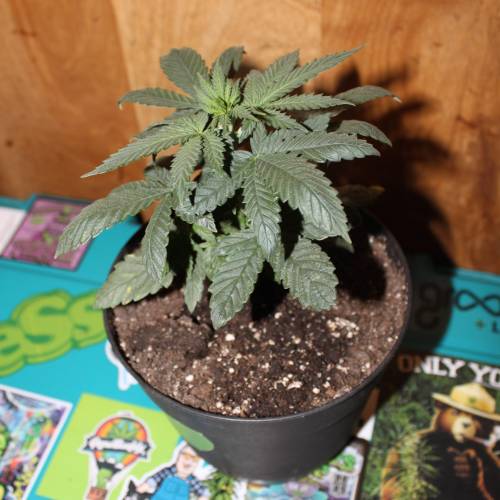 Green Crack from Seed. Week 3 - Green Crack