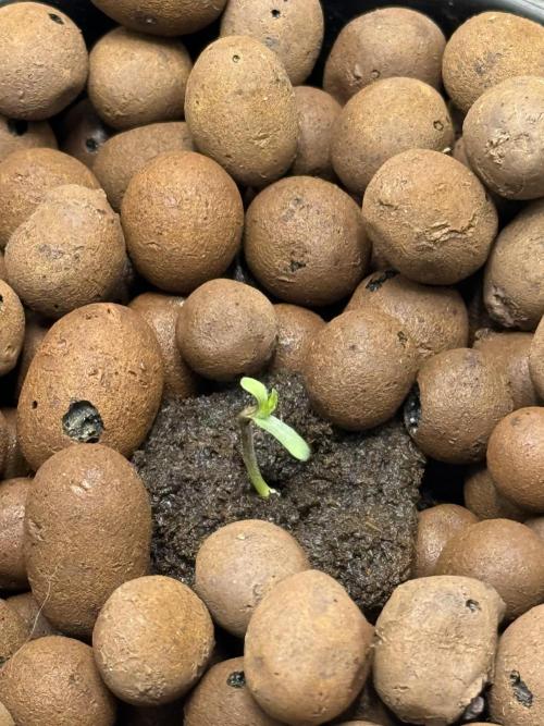 Purple Haze - DWC. Week 0 - Day 2