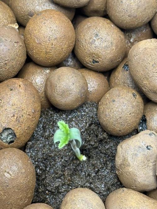 Purple Haze - DWC. Week 0 - Day 3