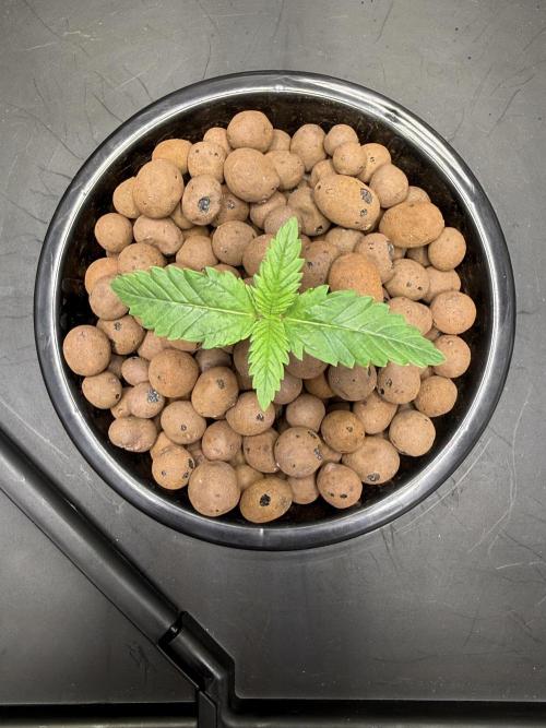Purple Haze - DWC. Week 0 - Day 6