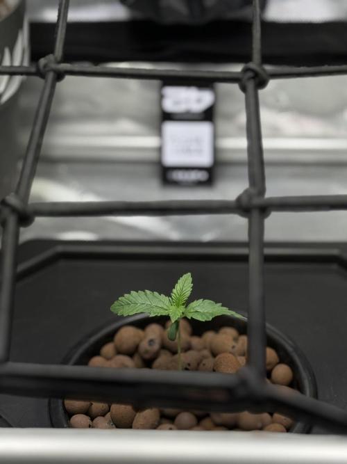 Purple Haze - DWC. Week 0 - Day 8
