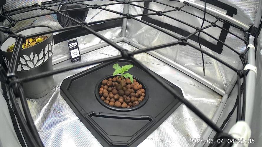 Purple Haze - DWC. Week 0