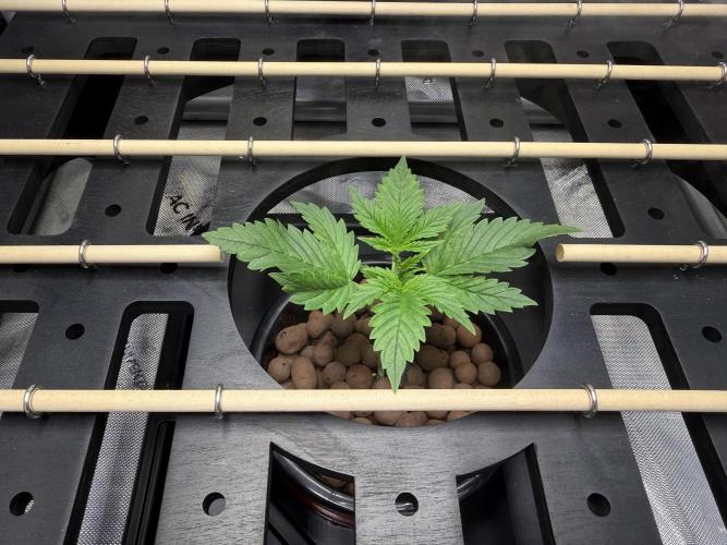 Purple Haze - DWC. Week 1