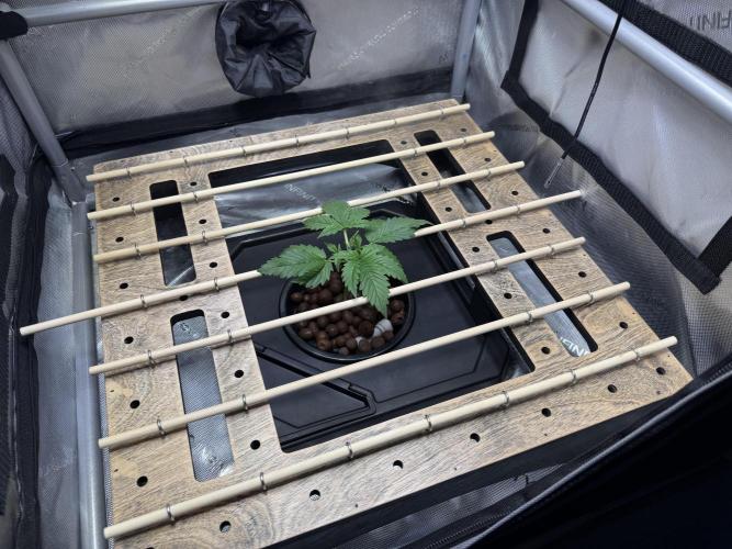 Purple Haze - DWC. Week 1