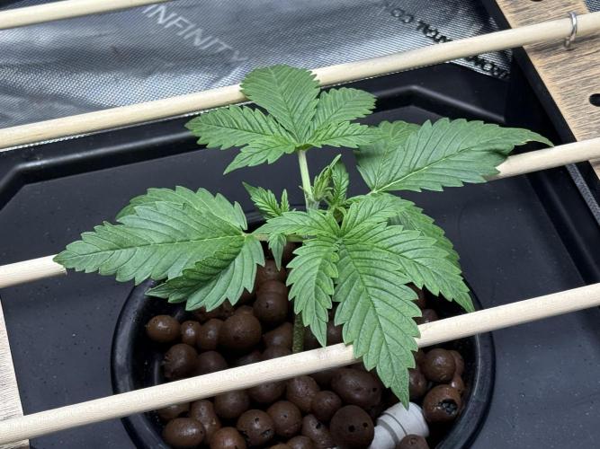 Purple Haze - DWC. Week 1
