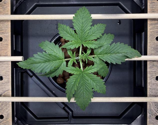 Purple Haze - DWC. Week 1